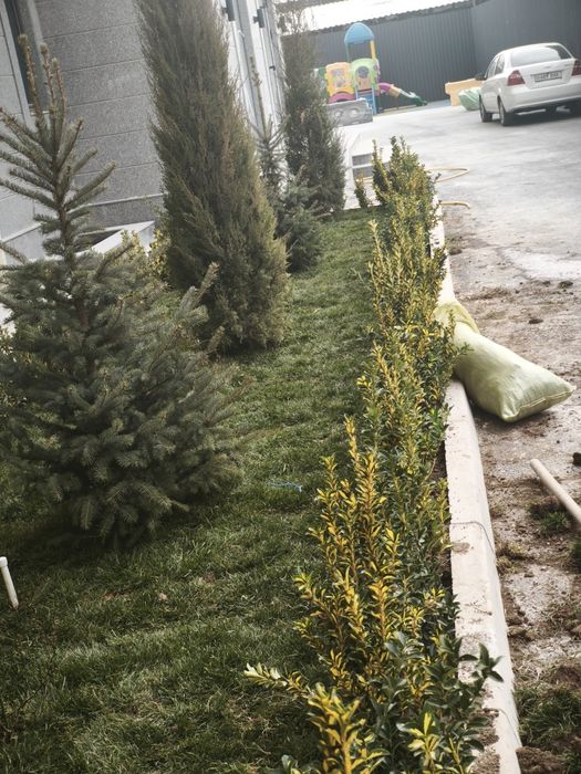 Gazon archa va gullar lanshat qilamiz