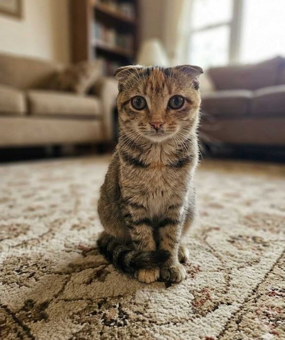 В добрые руки кошки