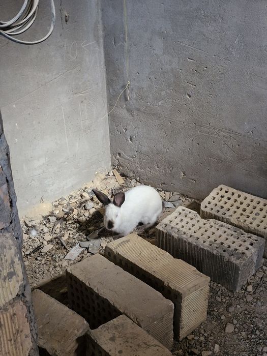 Toza evro kalif quyonimiz sotiladi sames