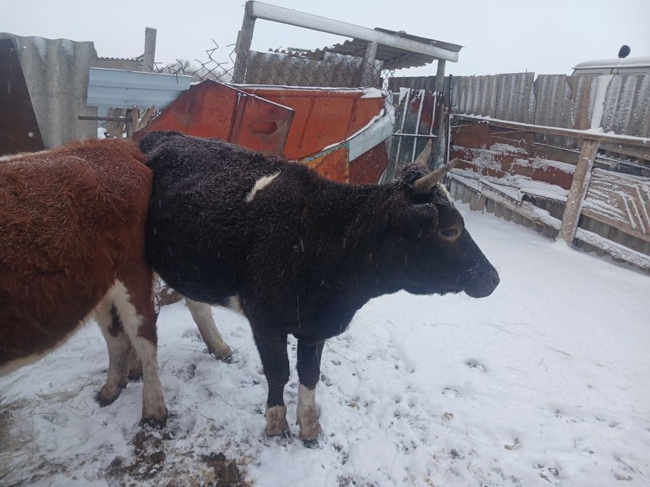 Кашар сатылады кара