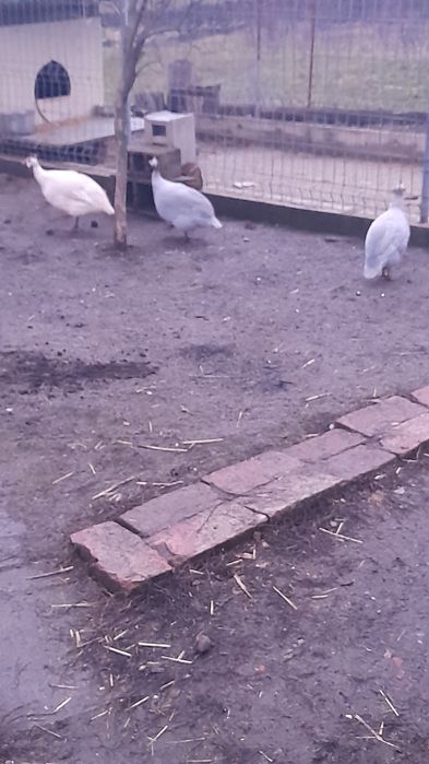 Bibilici de vânzare