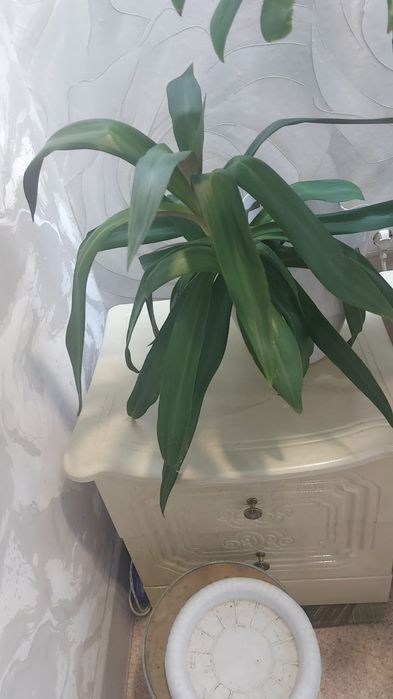 комнатные цветы для гостиной