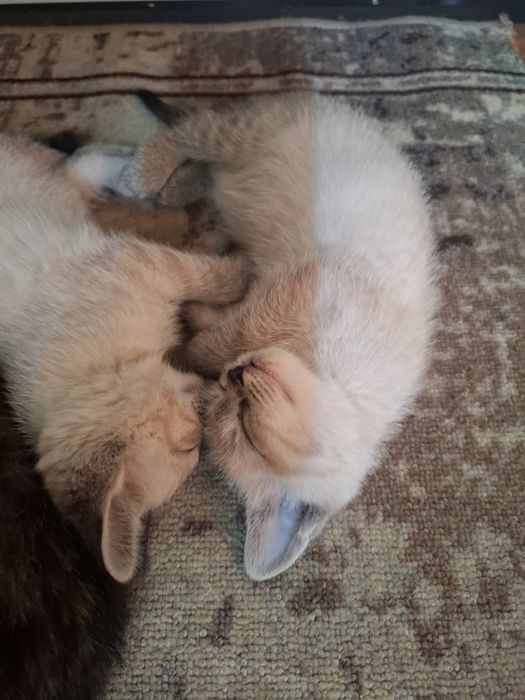 Котята     обычные