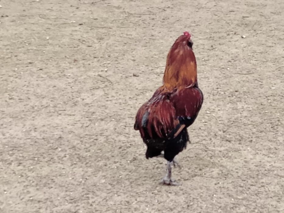 Ouă ptr incubat ,de găini araucana..