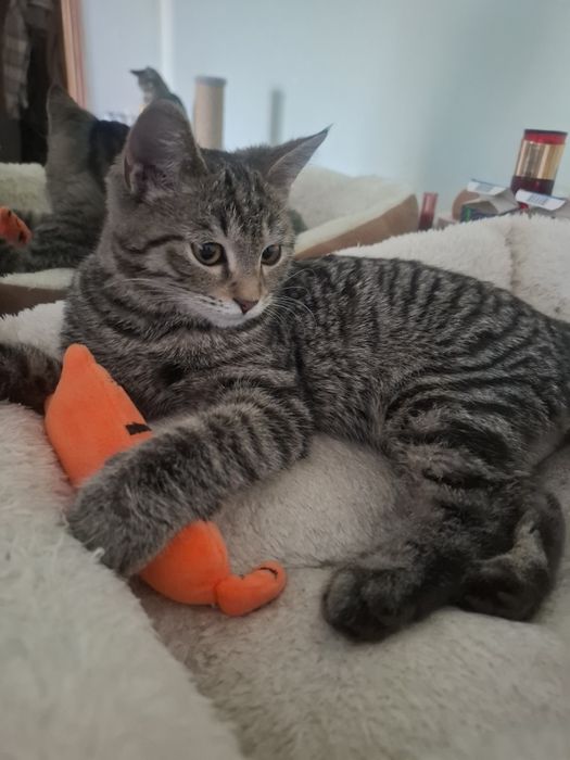 Котёнок девочка в ответственные руки