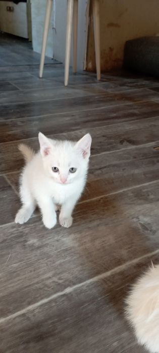 Продам котят ангорка.