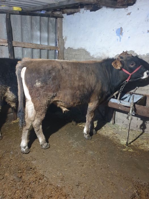 2та букача сотилади