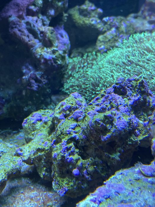 Piatra vie/ live rock pt acvariu marin
