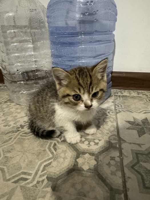 Отдам даром котенка