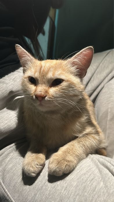 Котенок, мальчик в добрые руки срочно