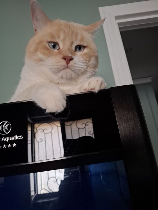 Скотиш    Страйт