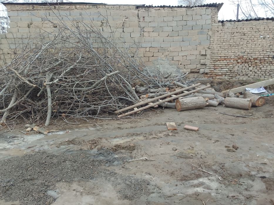 Bir tup yangok daraxt sotiladi