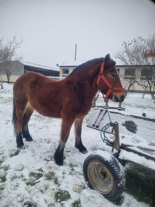 Vând două mânze, de un an jumate