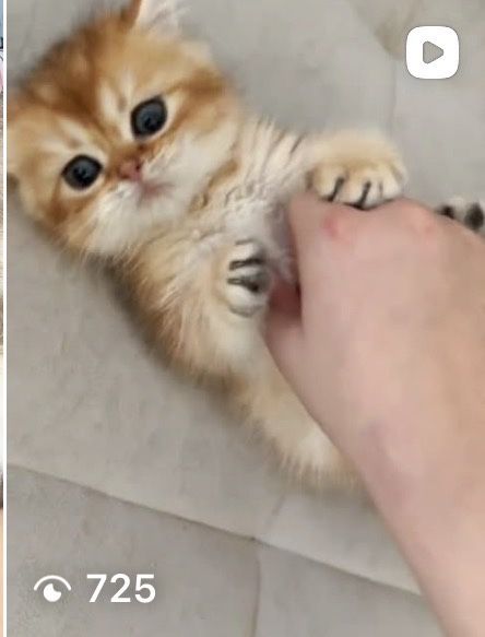 Котята шиншилята