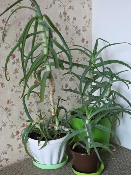 Продам древовидное алоэ