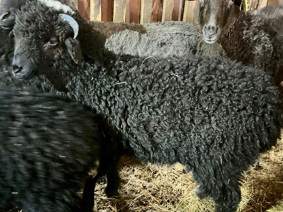 Продам 2 баранчика 3 месячные