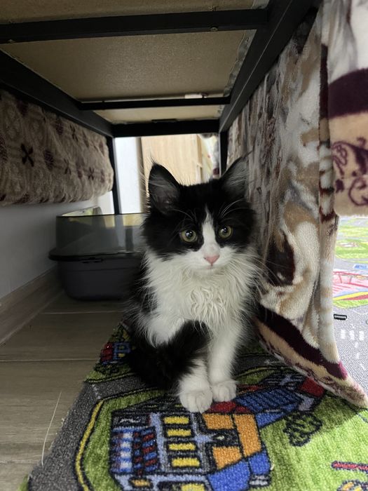 Котенок девочка в добрые руки