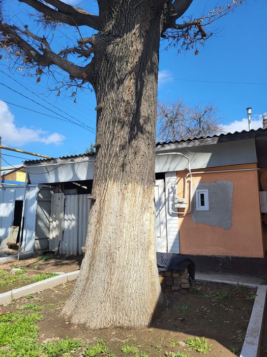 Продам дуб ,Многолетний ,большой