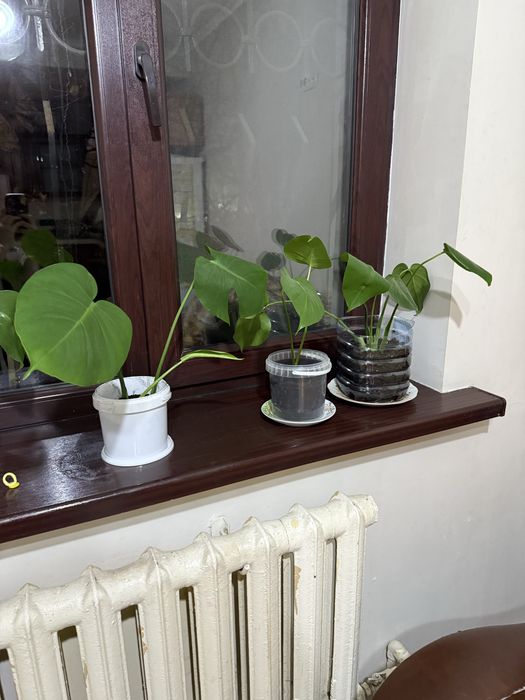 Цветы комнатные монстера