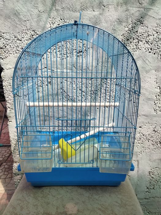 Срочно продам амадинов 6шт.