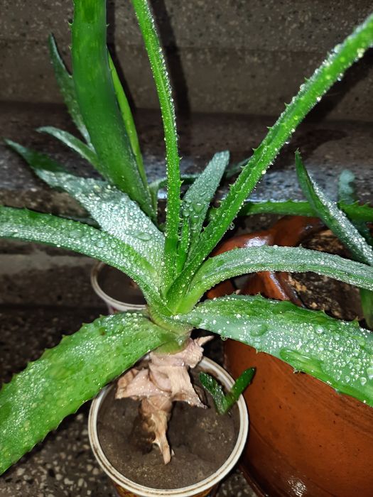 Алое 3 бр, 2 годишни.