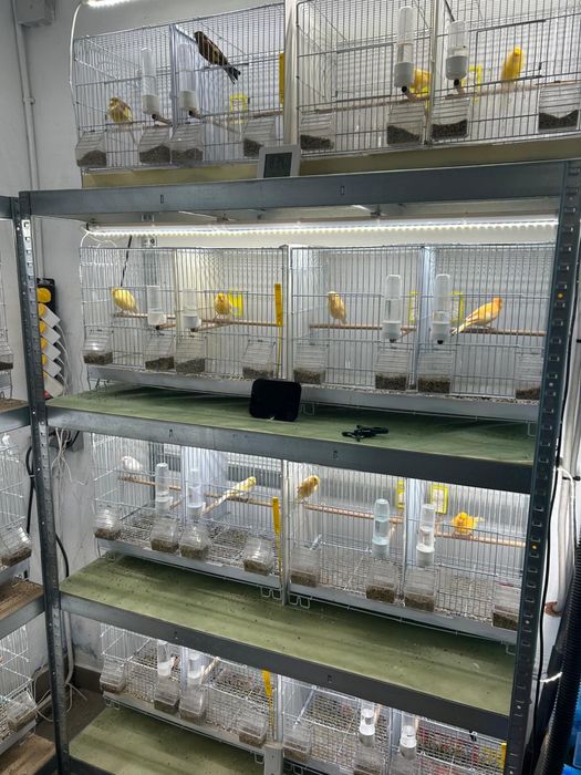 Canari Femele/Masculi