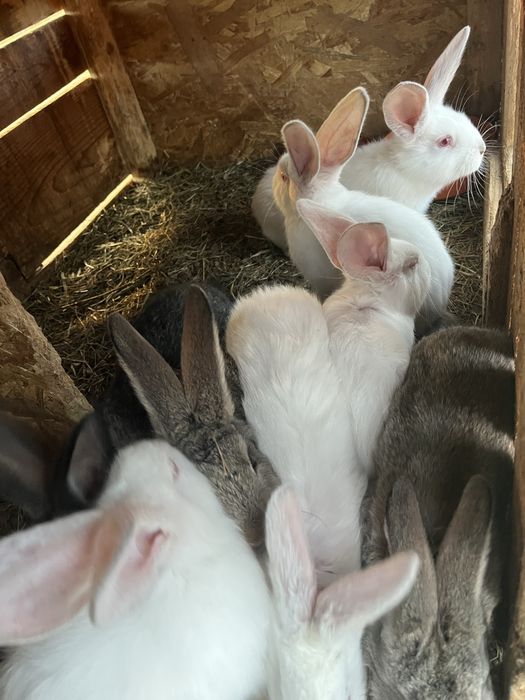 Vand iepuri Urias German