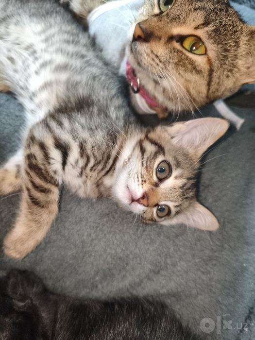 Отдам котят даром срочно