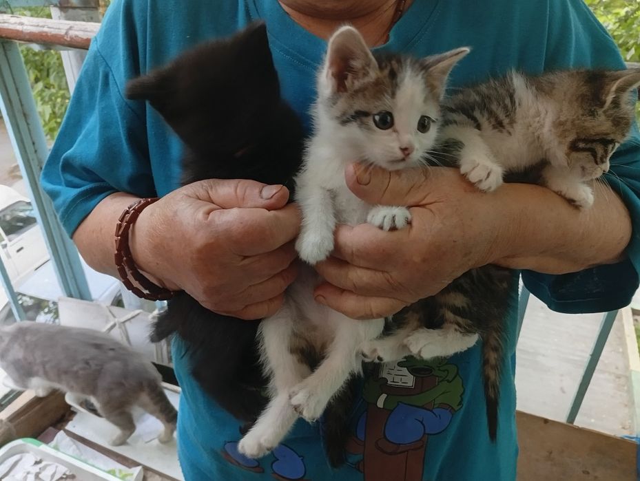 БЕСПЛАТНО котята домашние мальчики