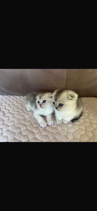 Продаются породистые котята !