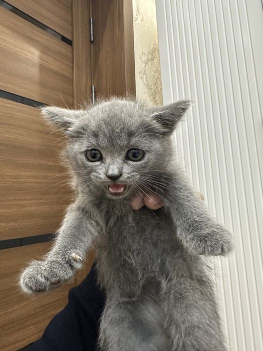 Британский парода