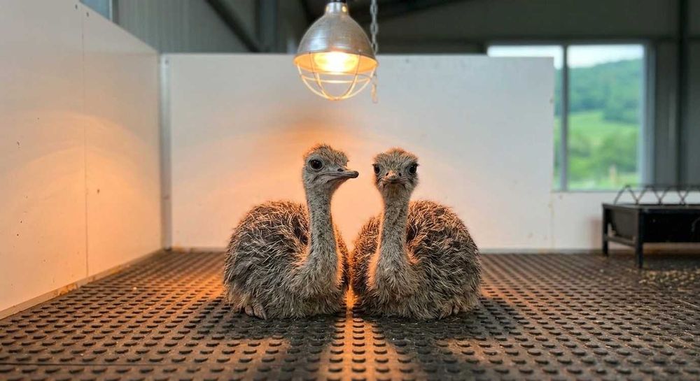 Pui de Struț – 1 lună – Fermă Pocola, Bihor