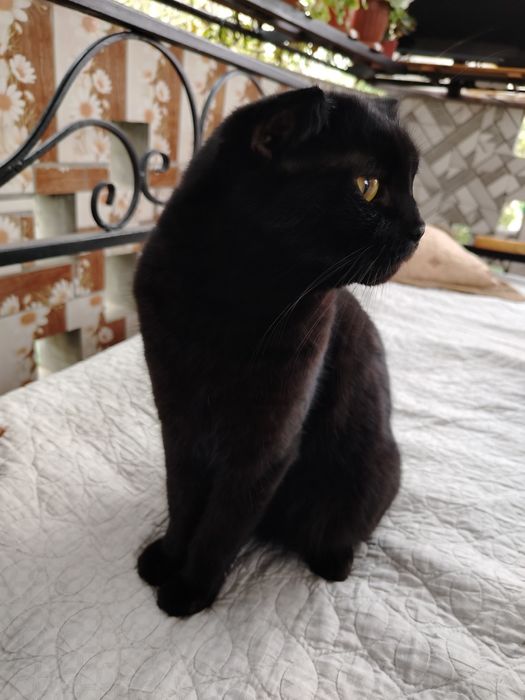 Отдается в добрые руки метис шотландской вислоухой кошки.