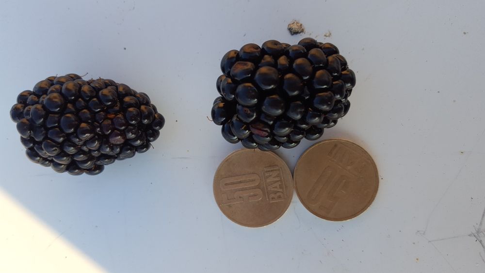 URGENT ..Teren agricol Ferma de mure , zmeura si pomi fructiferi