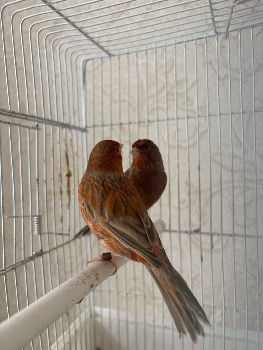 Канарейки разьное