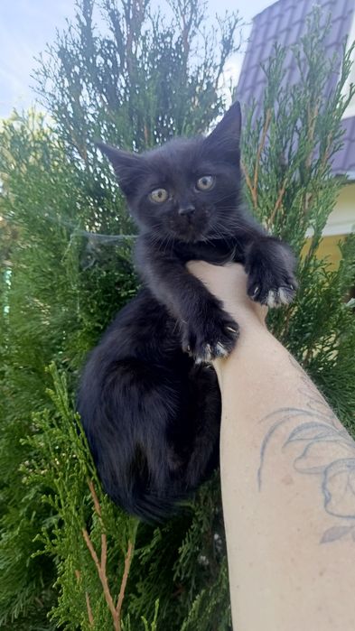 Котятки черные в любящие семьи