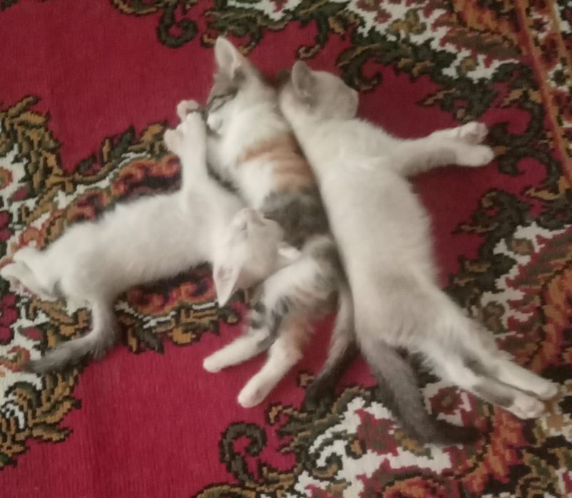 Кошка с тройней.