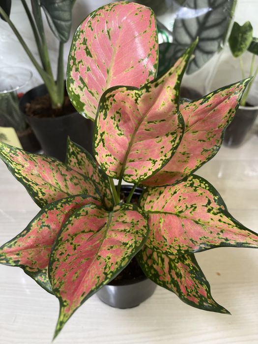 Комнатные растения