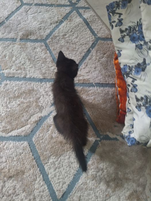 Котенок девочка(вроде)