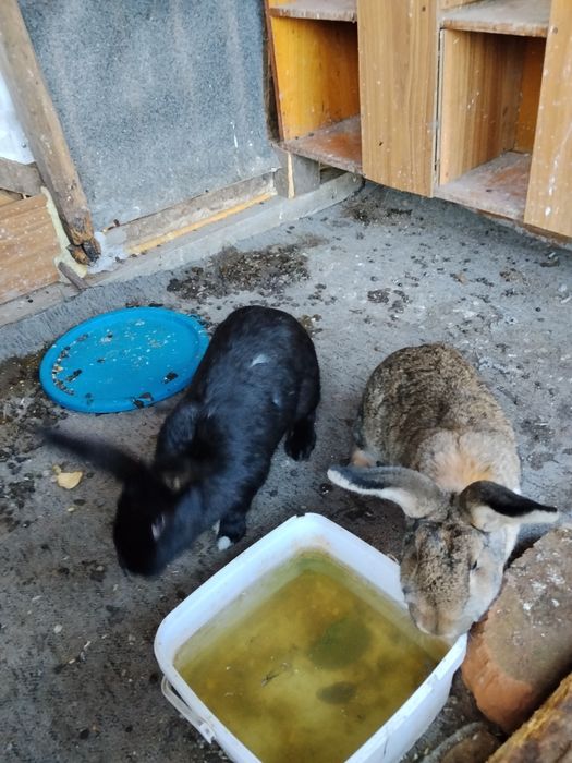 Schimb ce se vede ân poze