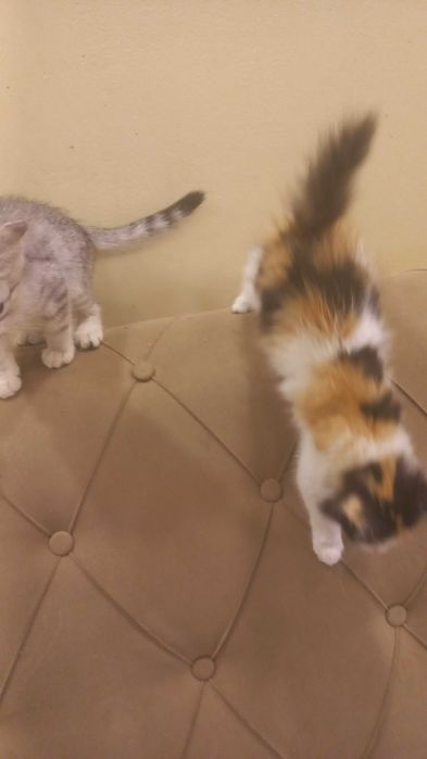 Котята на Стройконторе