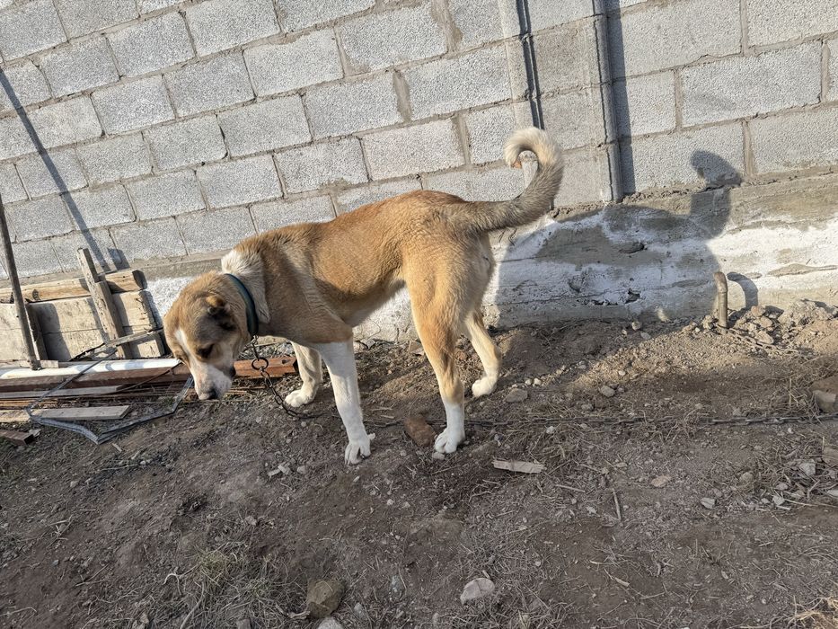 Алабай    1 годик