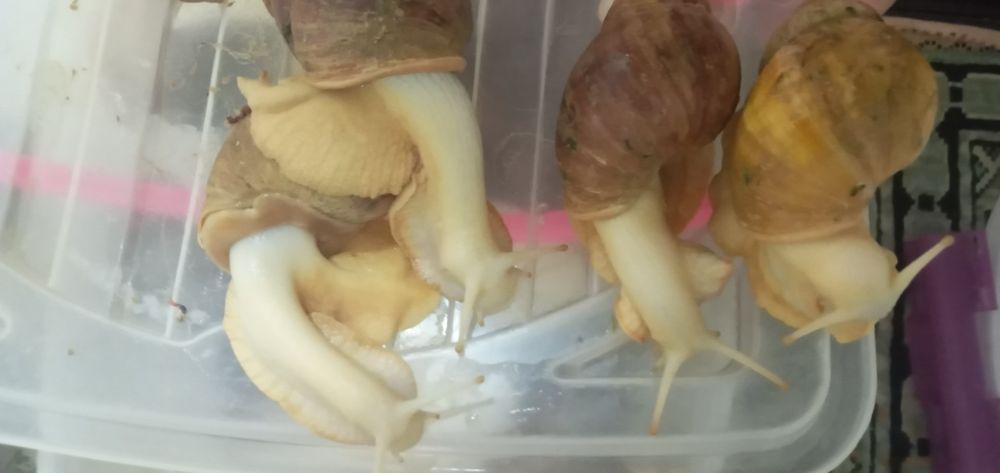 Улитка сотилади 8,9см см