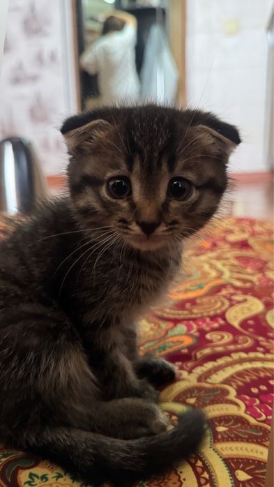 Котенок серый вислоухи
