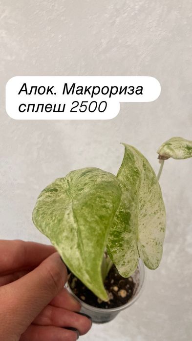 Детки алоказий адаптированные