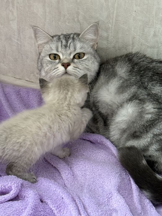 Продам         красивых          котят.