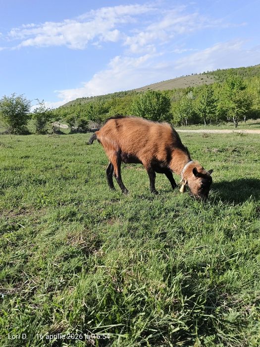 Țap alpin, ciut genetic