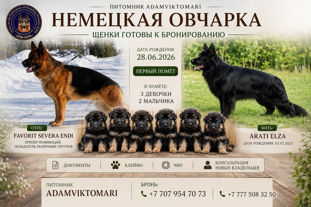 Немецкая овчарка