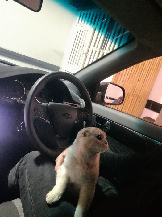 Arman toy porno video