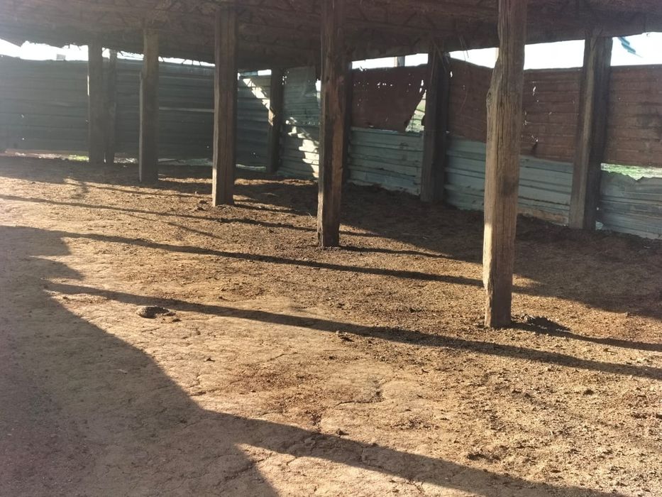 Фазенда, кашара 200га